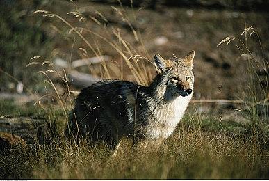 《博德之门3》刺激场景有很多 与熊爱爱只是小儿科